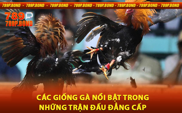 Các Giống Gà Nổi Bật Trong Những Trận Đấu Đẳng Cấp