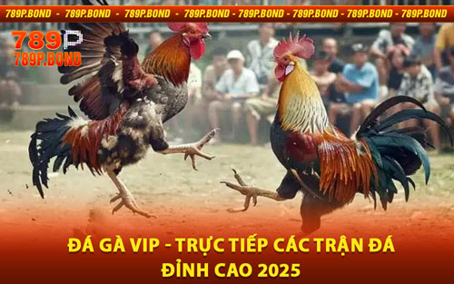 Đá Gà VIP - Trực Tiếp Các Trận Đá Đỉnh Cao 2025