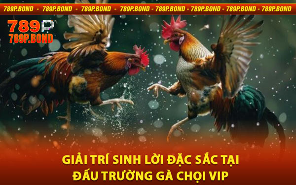 Giải Trí Sinh Lời Đặc Sắc Tại Đấu Trường Gà Chọi VIP